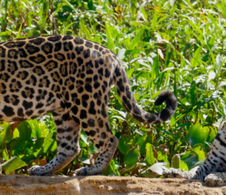 Excesso de turismo ameaça onças-pintadas no Pantanal