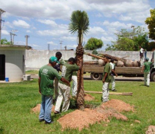ONG + Vida e Prefeitura de Teresina transplantam 10 carnaúbas na JF.