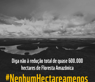 Diga não ao projeto de lei que reduz floresta nacional no Pará