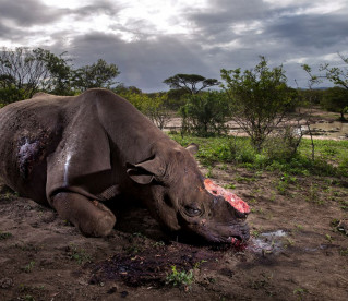 Estas são as melhores fotografias de vida selvagem do ano