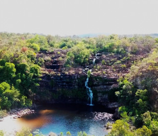 A ‘floresta de cabeça para baixo’ que está ameaçada