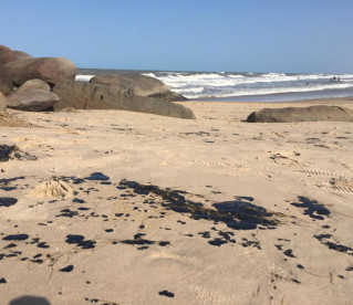 Limpeza de manchas de óleo nas praias do PI