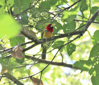 Pesquisadores descobrem 31 novas espécies de aves no Acre