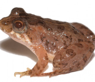 Nova espécie de rã com nome de escritora Cora Coralina