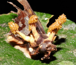Descoberta de 15 novas espécies de fungos