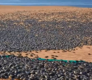 Projeto de comunidade na Rondônia, desovou 80 mil tartarugas 