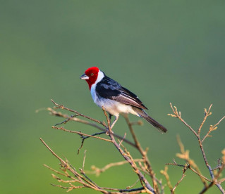 Aves do Nazareth Eco