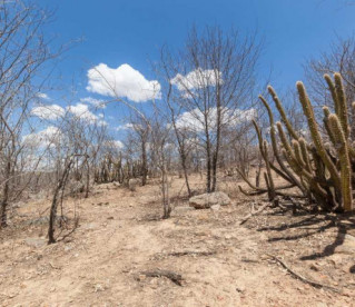 Caatinga e Semiárido