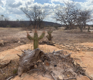Bactéria do mandacaru ajuda milho a resistir à seca