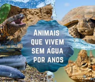 7 animais que podem viver sem água por anos