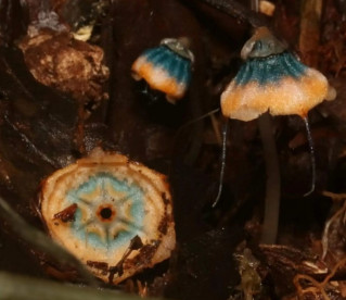Planta rara é descoberta na Serra da Mantiqueira
