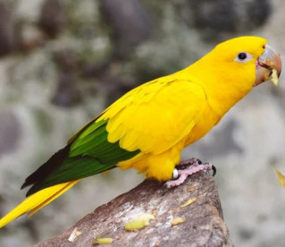 9 animais que só existem no Brasil