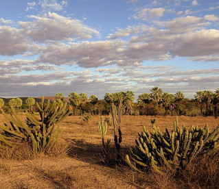 Caatinga, o trunfo brasileiro no combate às mudanças climáticas