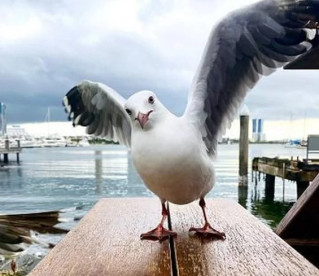 As aves que pegam carona em navios
