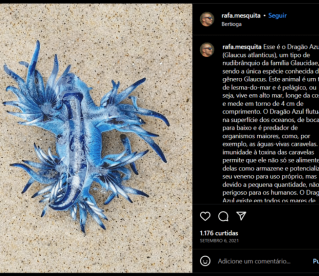 Dragão Azul tem reaparição após 300 anos