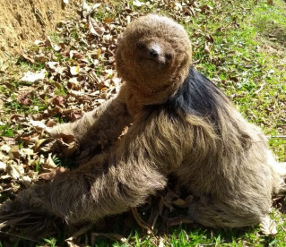 Novo bicho-preguiça é descoberto Brasil