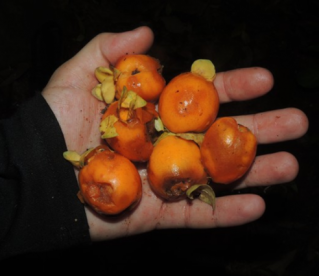 Duas novas frutas foram descobertas na Mata Atlântica