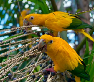 Ararajubas após 100 anos, voltam a colorir o céu
