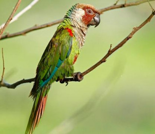 Periquito cara-suja retorna à Caatinga, após 114 anos