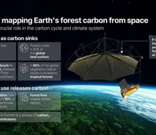 Satélite calcula quantidade de carbono armazenado pelas florestas do mundo