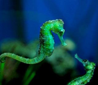 Cavalos marinhos machos que engravidam