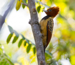 Pica-pau-do-Parna&iacute;ba