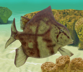 Nova esp&eacute;cie de peixe pr&eacute;-hist&oacute;rico &eacute; descoberta no Piau&iacute;