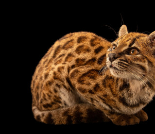 Cientista brasileiro lidera descoberta de nova esp&eacute;cie de felino