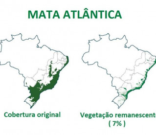 Vegeta&ccedil;&atilde;o nativa da Mata Atl&acirc;ntica voltou a crescer